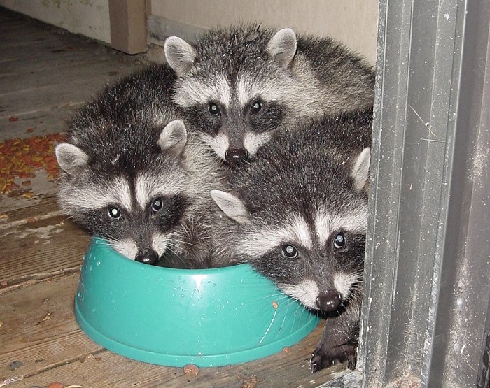 raccoon-babies.jpg
